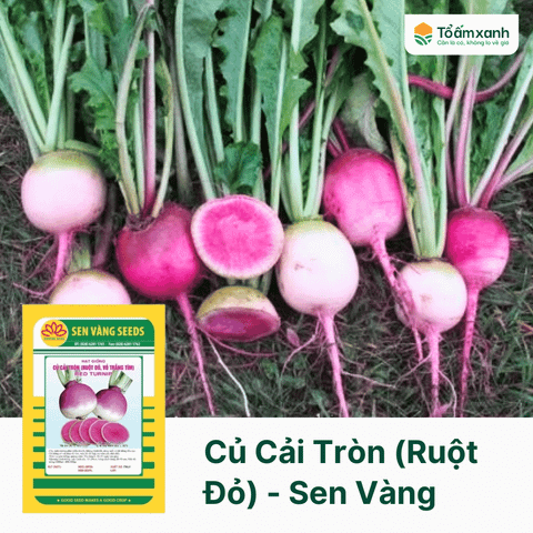 Củ Cải Tròn (Ruột Đỏ, Vỏ Trắng Tím) - Sen Vàng