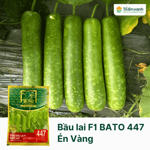 Giống Bầu Lai F1 BATO 447 - Én Vàng