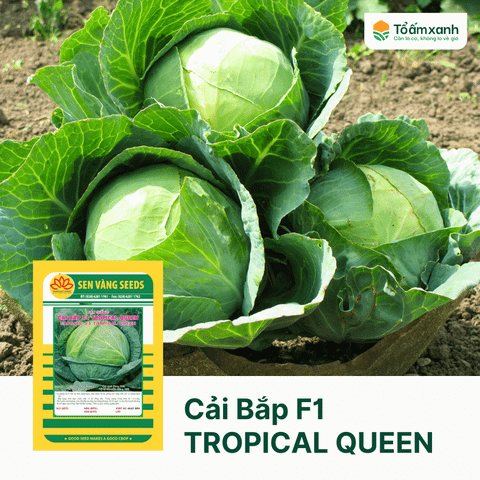 Hạt Giống Bắp Cải F1 TROPICAL QUEEN - Sen Vàng