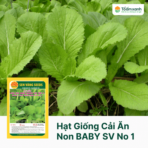 Hạt Giống Cải Ăn Non BABY SV No 1