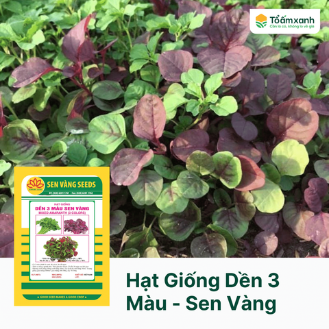 Hạt Giống Dền 3 Màu - Sen Vàng