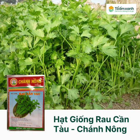 Hạt Giống Rau Cần Tàu - Chánh Nông 10 gram