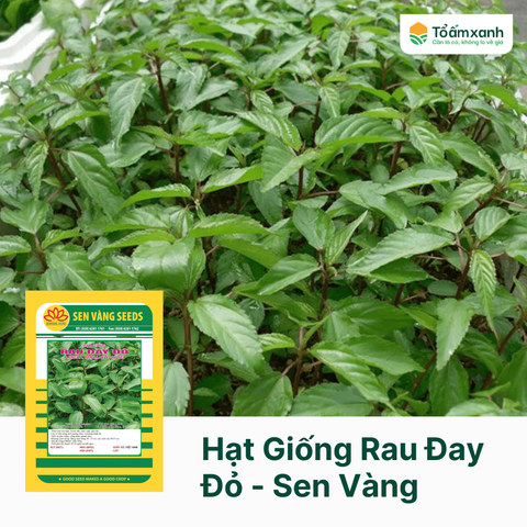 Hạt Giống Rau Đay Đỏ - Sen Vàng