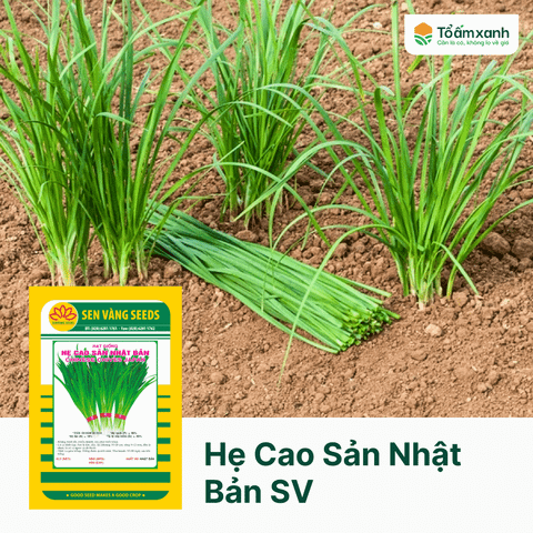 Hẹ Cao Sản Nhật Bản - Sen Vàng