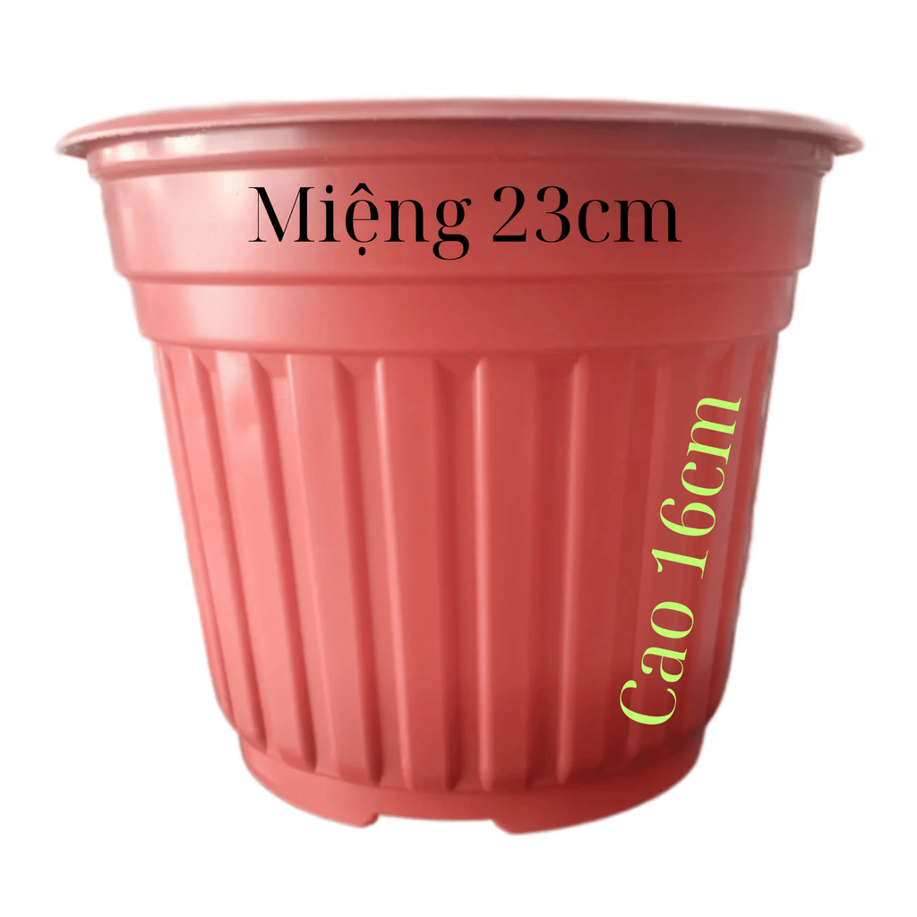 Chậu TTK