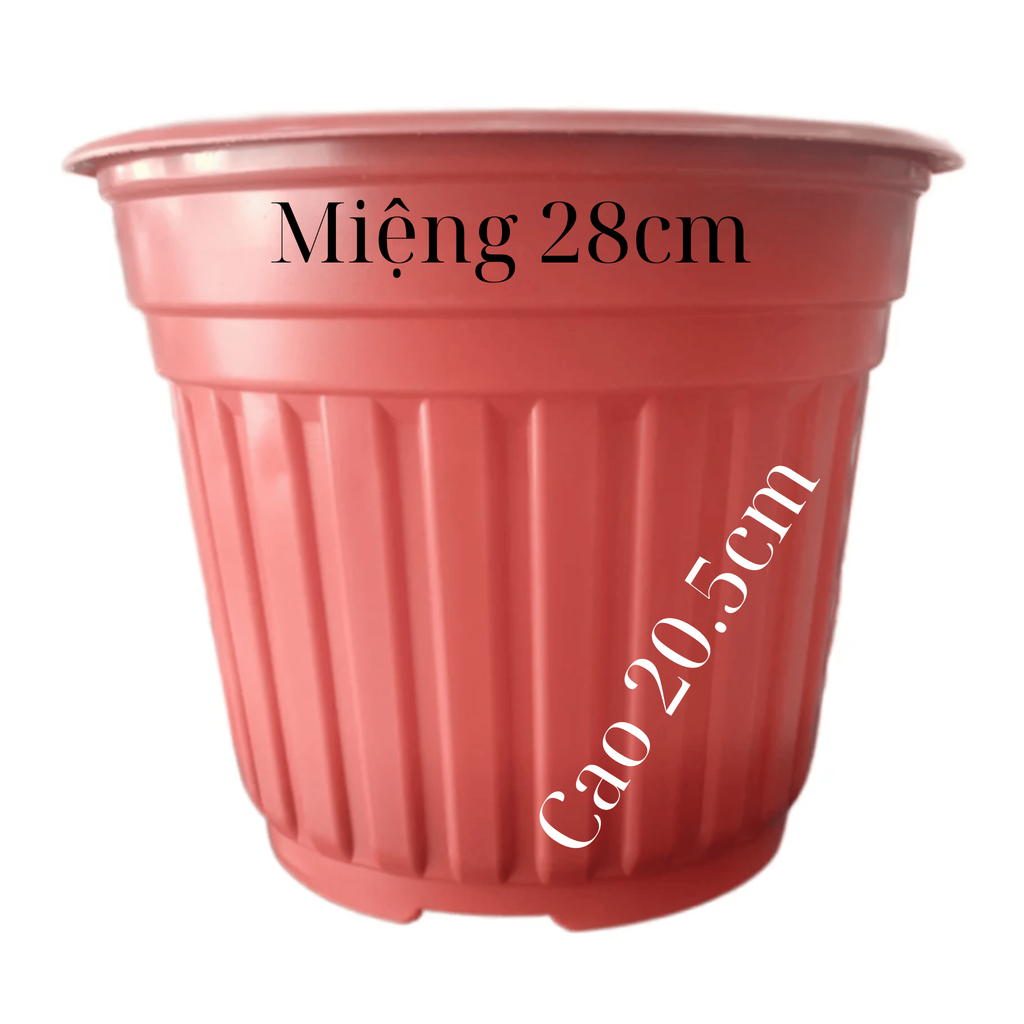 Chậu TTK