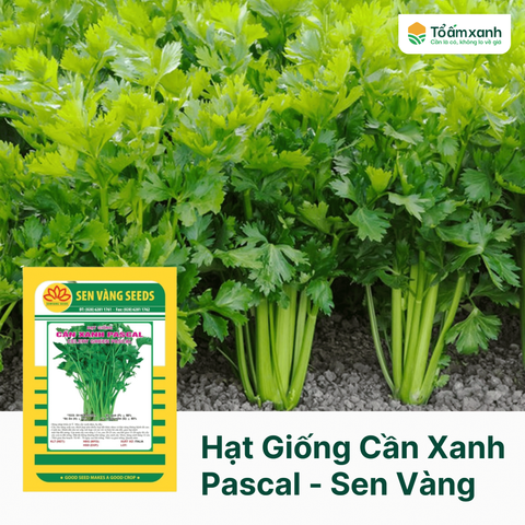 Hạt Giống Cần Xanh PASCAL - Sen Vàng