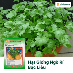 Hạt Giống Ngò Rí Bạc Liêu - Chánh Nông