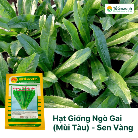 Hạt Giống Ngò Gai (Mùi Tàu) - Sen Vàng