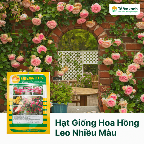 Hạt Giống Hoa Hồng Leo Nhiều Màu - Sen Vàng