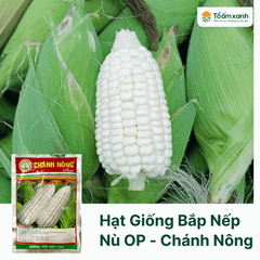 Hạt Giống Bắp Nếp Nù OP - Chánh Nông
