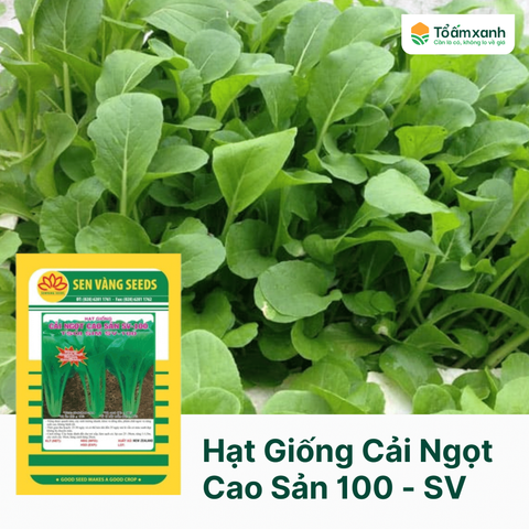 Hạt Giống Cải Ngọt Cao Sản 100 - Sen Vàng