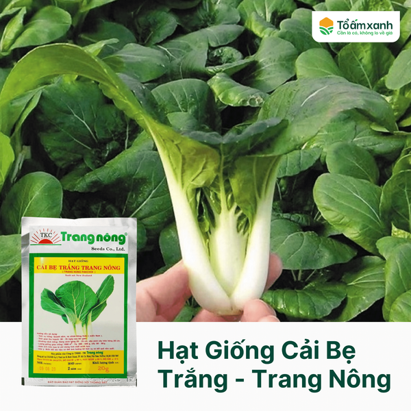 Hạt Giống Cải Bẹ Trắng - Trang Nông