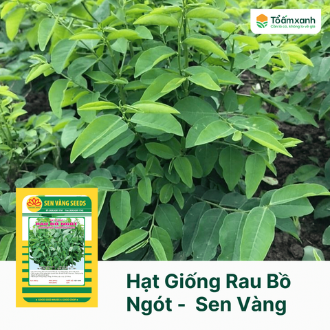 Hạt Giống Rau Bồ Ngót -  Sen Vàng