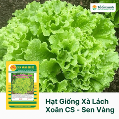 Hạt Giống Xà Lách Xoăn Cao Sản - Sen Vàng