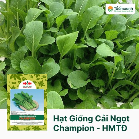 Hạt Giống Cải Ngọt CHAMPION - Hai Mũi Tên Đỏ