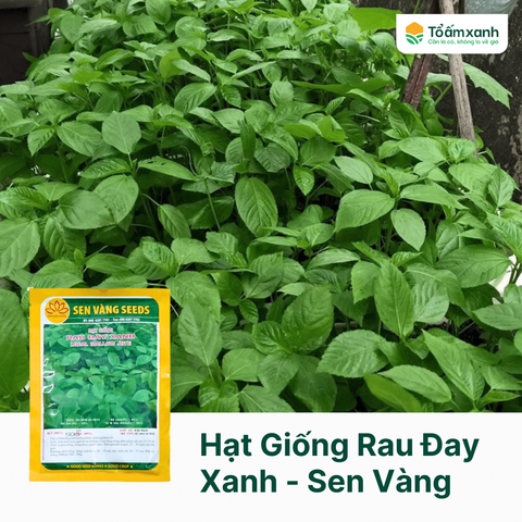 Hạt Giống Rau Đay Xanh - Sen Vàng