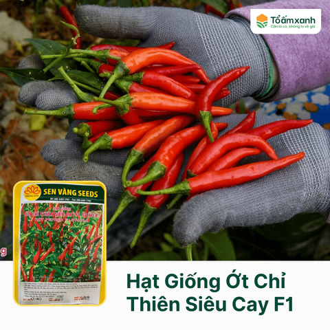 Hạt Giống Ớt Chỉ Thiên Siêu Cay F1 No.4 - Sen Vàng