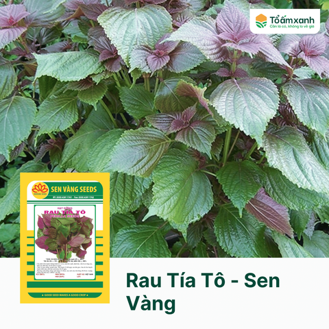 Rau Tía Tô - Sen Vàng