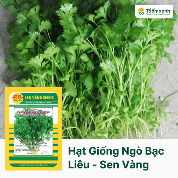 Hạt Giống Ngò Bạc Liêu - Sen Vàng