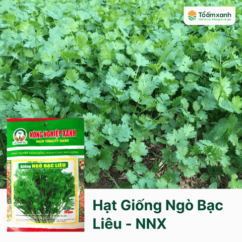 Hạt Giống Ngò Bạc Liêu - Nông Nghiệp Xanh