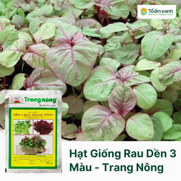 Hạt Giống Rau Dền 3 Màu - Trang Nông