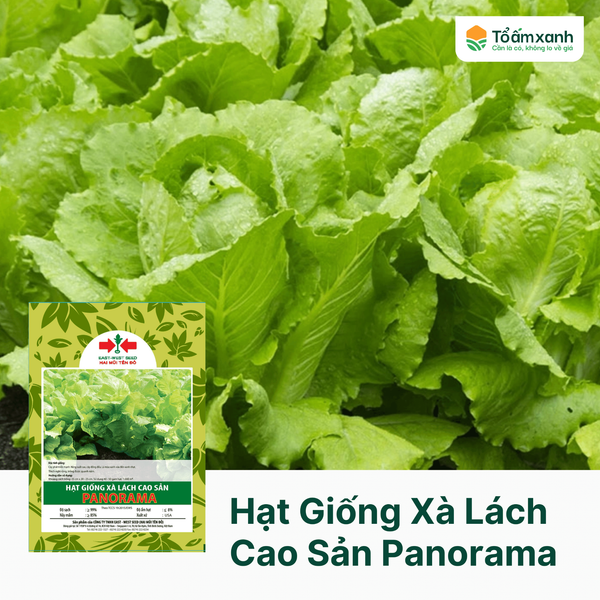 Hạt Giống Xà Lách Cao Sản PANORAMA - Hai Mũi Tên Đỏ