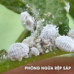 Thuốc Trừ Sâu Confidor 200Sl - Thuốc Đặc Trị Bọ Trĩ, Rệp Vảy, Rầy Xanh, Rệp Sáp