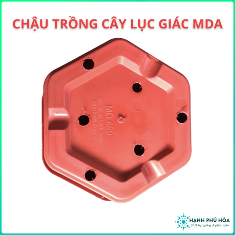 Chậu Trồng Cây Lục Giác Mda