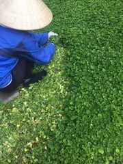Hạt Giống Rau Má Lá Nhỏ - Sen Vàng  0.5 gram