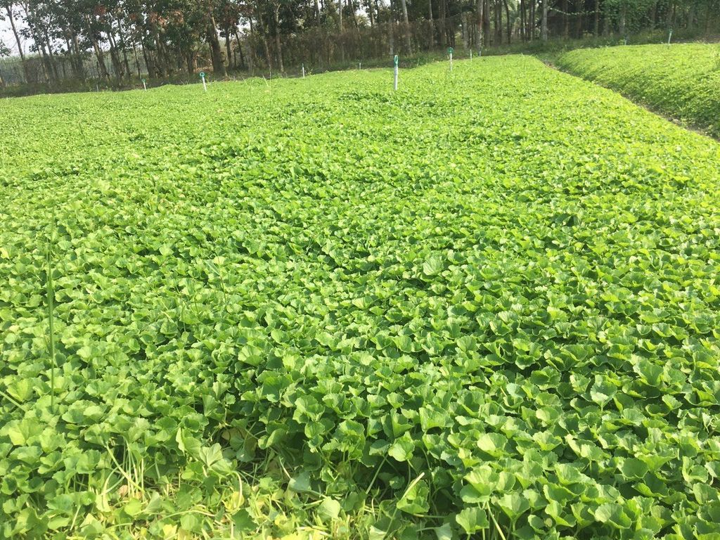 Hạt Giống Rau Má Lá Nhỏ - Sen Vàng  0.5 gram