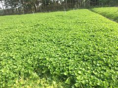 Hạt Giống Rau Má Lá Nhỏ - Sen Vàng  0.5 gram