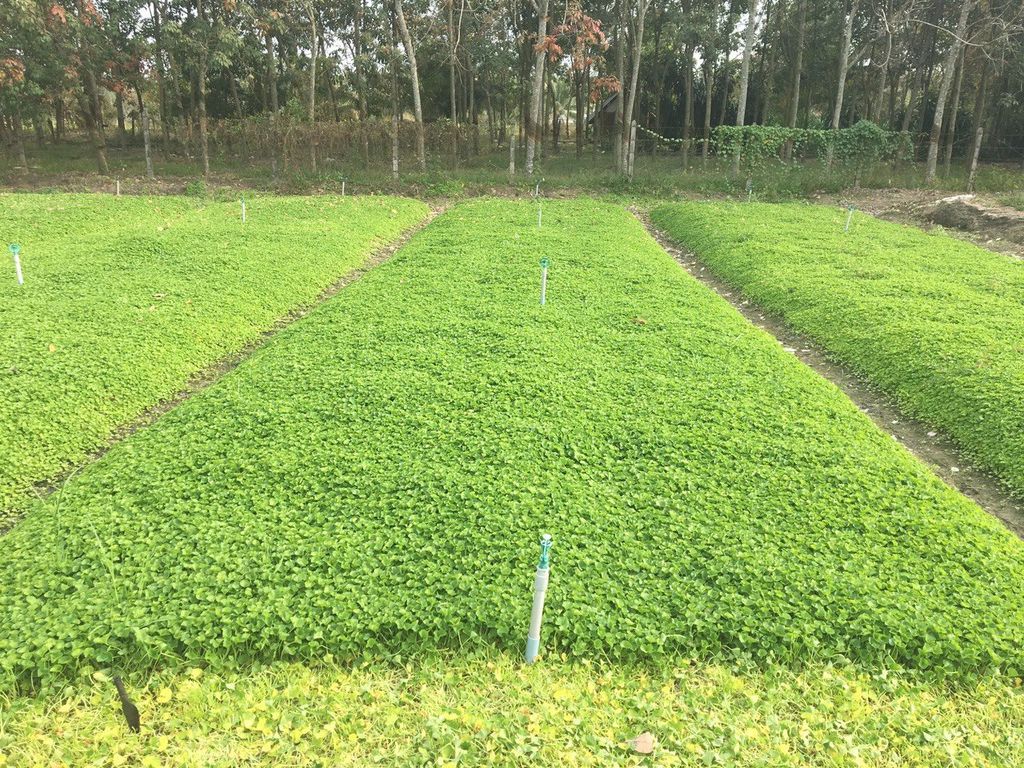 Hạt Giống Rau Má Lá Nhỏ - Sen Vàng  0.5 gram