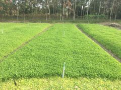 Hạt Giống Rau Má Lá Nhỏ - Sen Vàng  0.5 gram