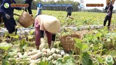 Hạt Giống Bí Đỏ Lai F1 SUPER DREAM 59 - Đồng Tiền Vàng - Năng Xuất Cao