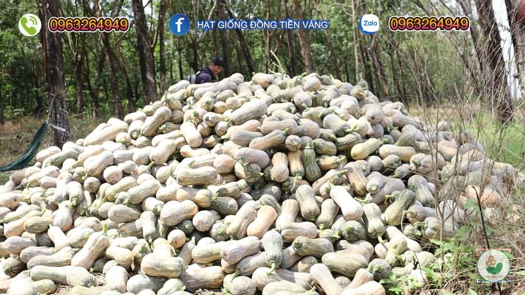 Hạt Giống Bí Đỏ Lai F1 SUPER DREAM 59 - Đồng Tiền Vàng - Năng Xuất Cao