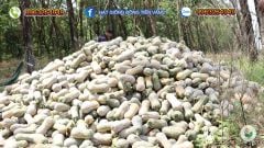 Hạt Giống Bí Đỏ Lai F1 SUPER DREAM 59 - Đồng Tiền Vàng - Năng Xuất Cao