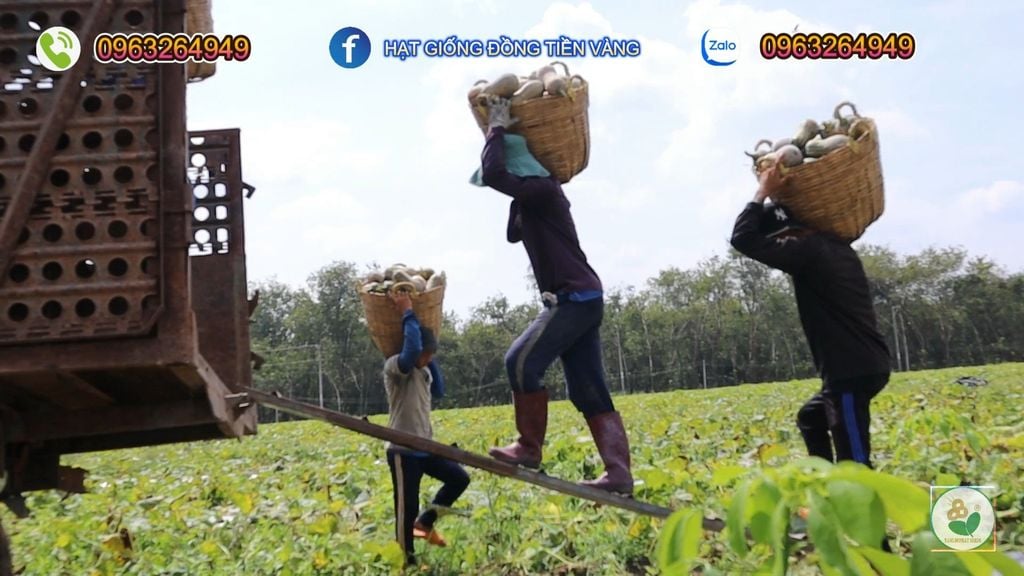 Hạt Giống Bí Đỏ Lai F1 SUPER DREAM 59 - Đồng Tiền Vàng - Năng Xuất Cao