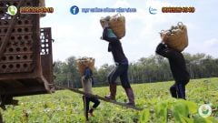 Hạt Giống Bí Đỏ Lai F1 SUPER DREAM 59 - Đồng Tiền Vàng - Năng Xuất Cao