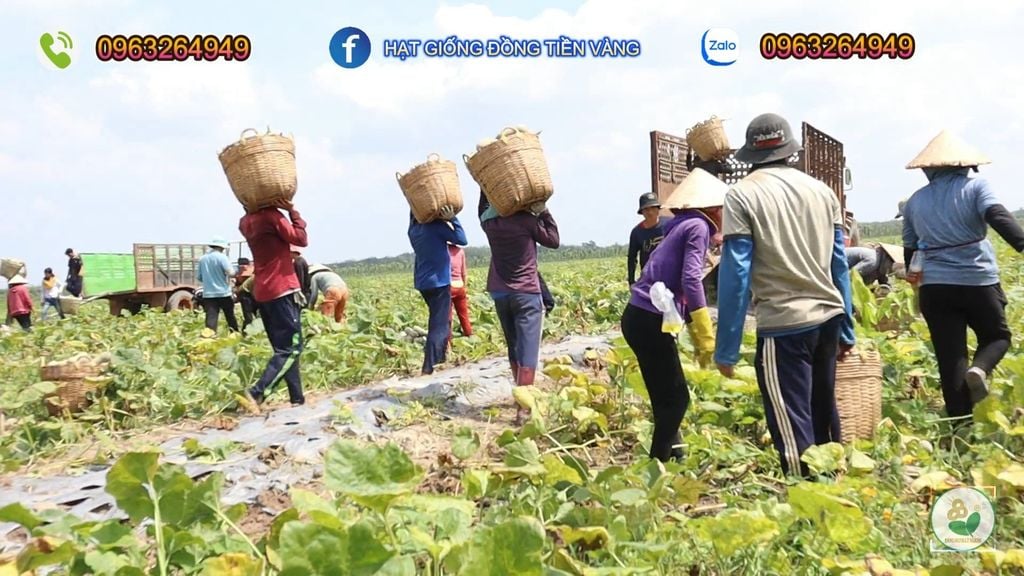 Hạt Giống Bí Đỏ Lai F1 SUPER DREAM 59 - Đồng Tiền Vàng - Năng Xuất Cao