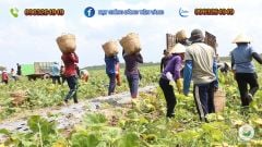 Hạt Giống Bí Đỏ Lai F1 SUPER DREAM 59 - Đồng Tiền Vàng - Năng Xuất Cao