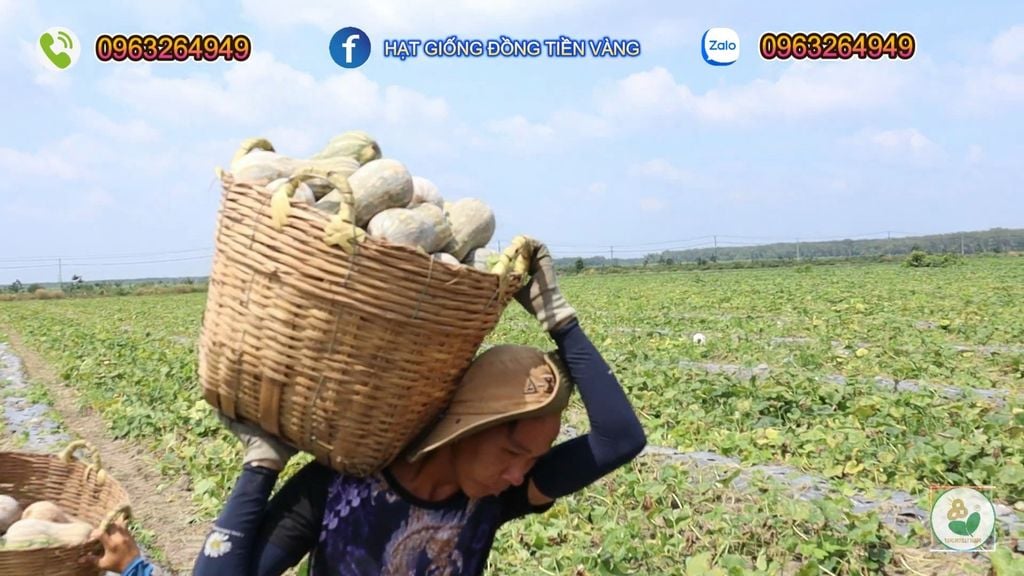 Hạt Giống Bí Đỏ Lai F1 SUPER DREAM 59 - Đồng Tiền Vàng - Năng Xuất Cao