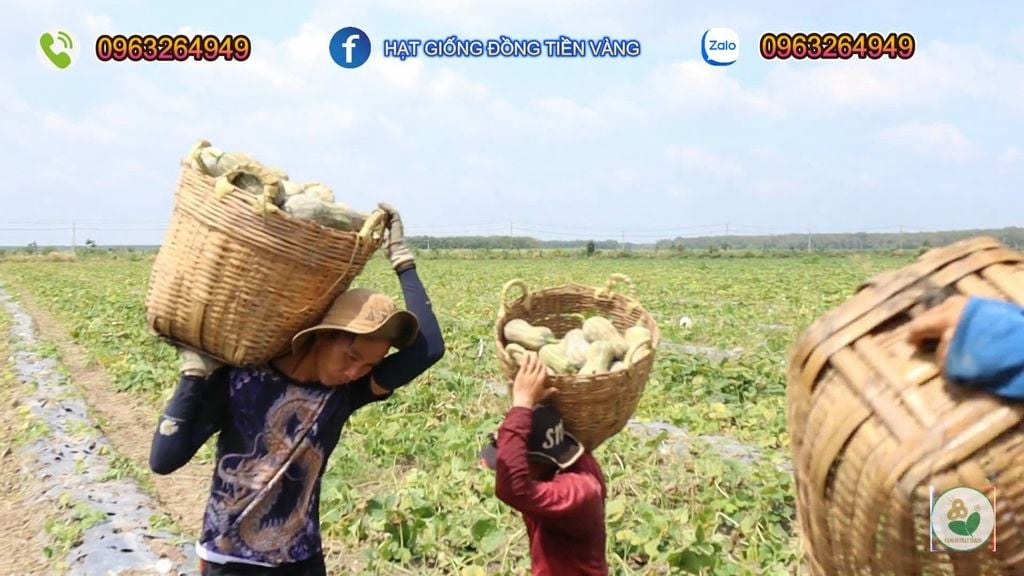 Hạt Giống Bí Đỏ Lai F1 SUPER DREAM 59 - Đồng Tiền Vàng - Năng Xuất Cao