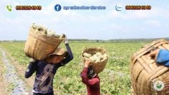 Hạt Giống Bí Đỏ Lai F1 SUPER DREAM 59 - Đồng Tiền Vàng - Năng Xuất Cao