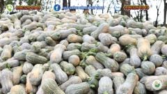 Hạt Giống Bí Đỏ Lai F1 SUPER DREAM 59 - Đồng Tiền Vàng - Năng Xuất Cao