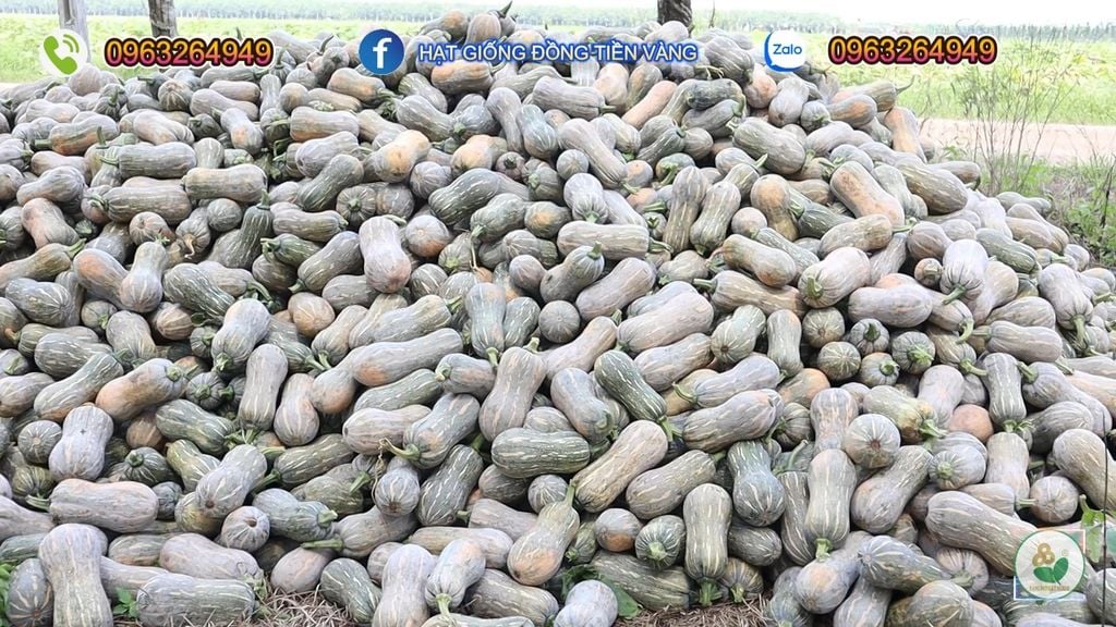 Hạt Giống Bí Đỏ Lai F1 SUPER DREAM 59 - Đồng Tiền Vàng - Năng Xuất Cao