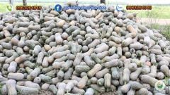 Hạt Giống Bí Đỏ Lai F1 SUPER DREAM 59 - Đồng Tiền Vàng - Năng Xuất Cao