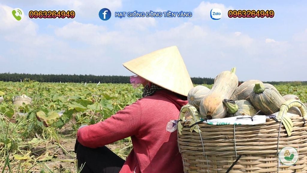 Hạt Giống Bí Đỏ Lai F1 SUPER DREAM 59 - Đồng Tiền Vàng - Năng Xuất Cao