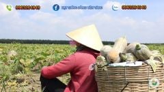 Hạt Giống Bí Đỏ Lai F1 SUPER DREAM 59 - Đồng Tiền Vàng - Năng Xuất Cao