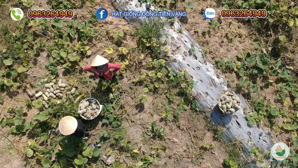 Hạt Giống Bí Đỏ Lai F1 SUPER DREAM 59 - Đồng Tiền Vàng - Năng Xuất Cao